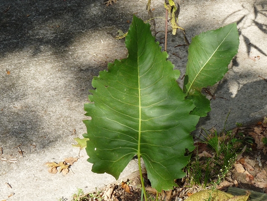 {Silphium terebinthinaceum}
